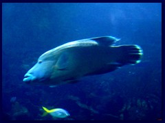 L'Oceanogràfic Oceanarium 075